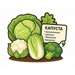 Капуста