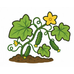 Корнишоны