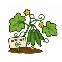 Пучковые