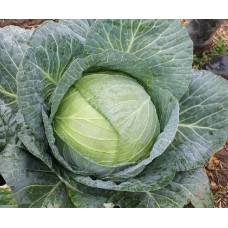 Капуста белокочанная Мензания F1 15шт БП ОССО