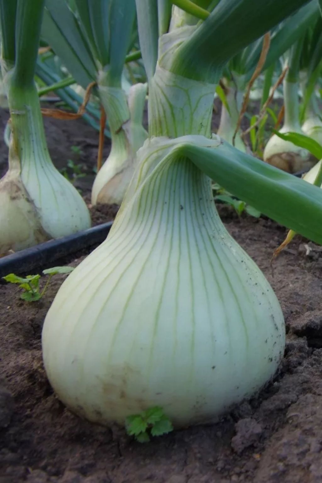 Лук Эксибишен на грядке