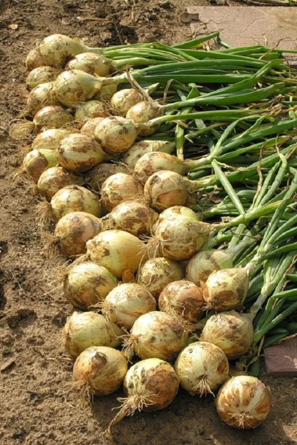 Лук Эксибишен осенний урожай